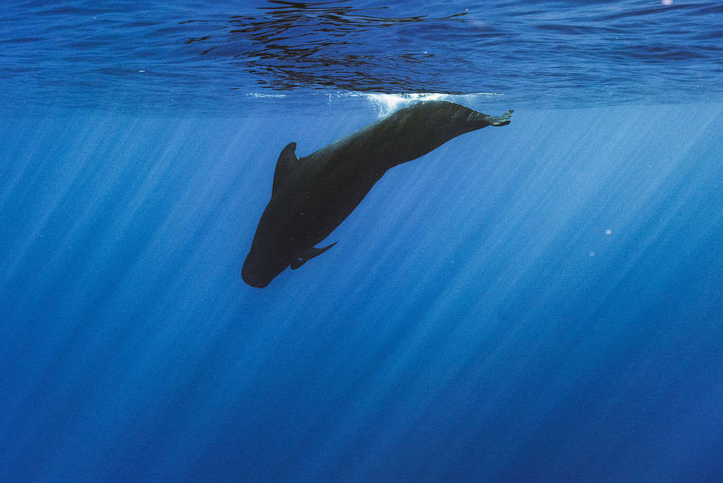 Balena pilota a pinne corte (Globicephala macrorhynchus) che si tuffa nell'acqua blu dell'oceano con raggi di luce