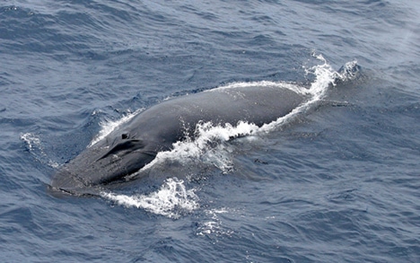 Foto della balena di Bryde in superficie