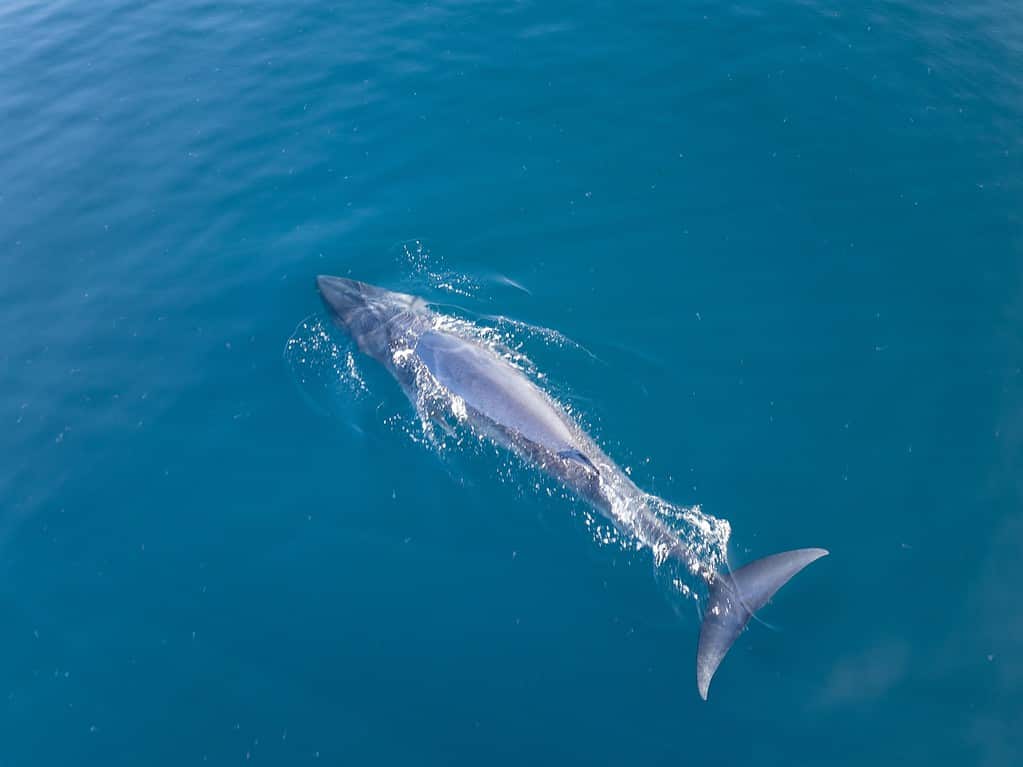 Una balena di Omura, Balaenoptera omurai, respira sulla superficie dell'Oceano Pacifico meridionale.  Questa balenottera veloce e poco conosciuta si nutre di organismi planctonici.