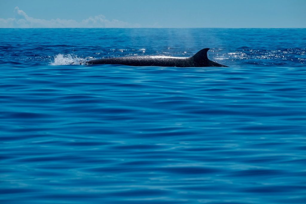 La balena tursiope settentrionale che emerge in un calmo Oceano Atlantico blu