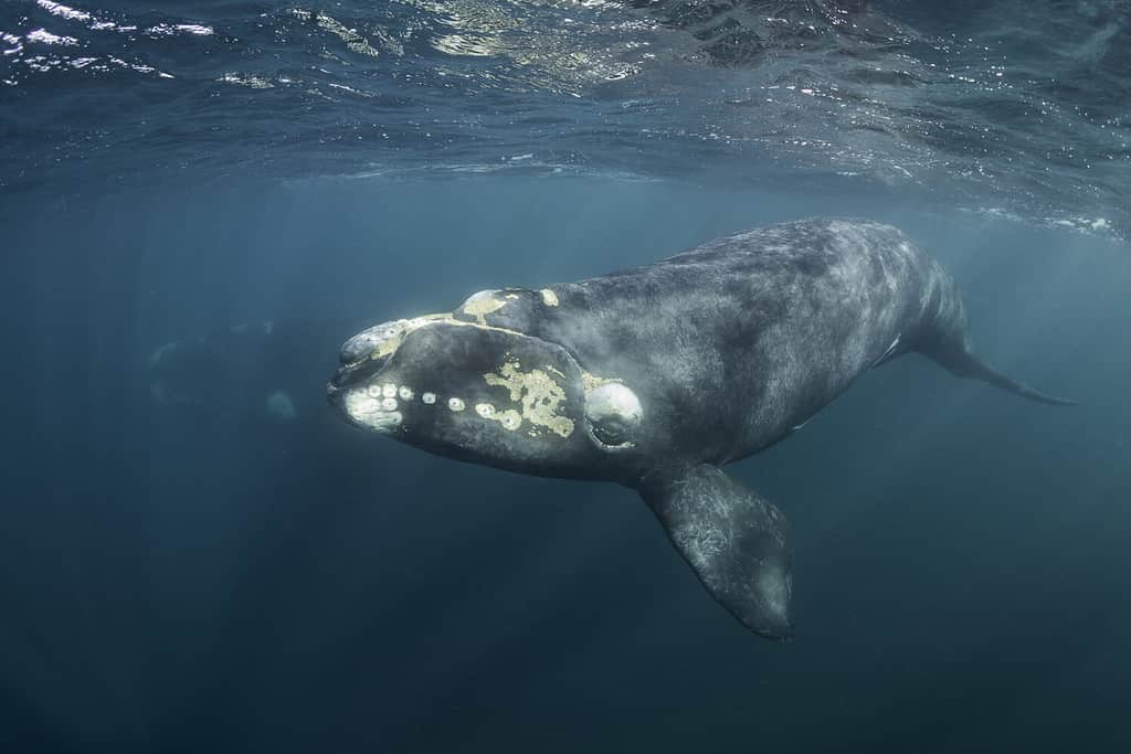 Curioso vitello di balena franca australe che nuota in superficie mentre la madre nuota sullo sfondo, Golfo di Nuevo, Penisola di Valdes, Argentina.