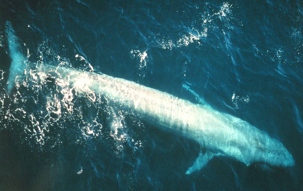 Balena blu adulta (Balaenoptera musculus) dell'Oceano Pacifico orientale.