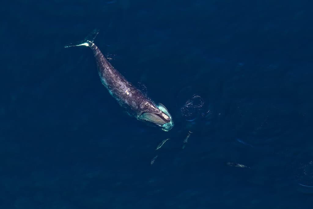 Una balena franca del Nord Atlantico con cinque delfini intorno alla testa nel Santuario marino nazionale della Stellwagen Bank.