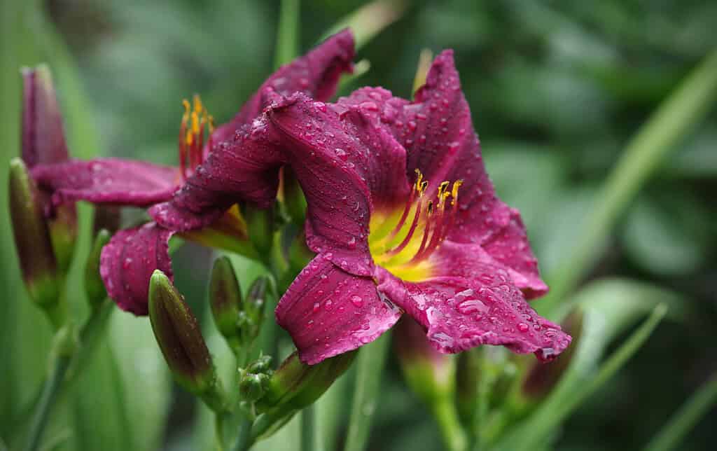 Fiore di daylily Hemerocallis Purplelicious in gocce d'acqua dopo la pioggia.  Messa a fuoco selettiva.