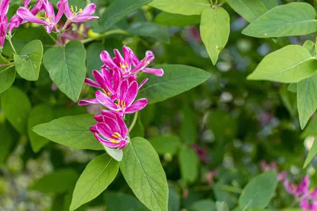 Fiore di caprifoglio tataro rosa viola - sfondo sfocato foglia verde