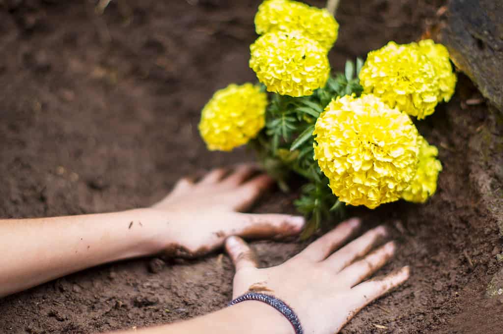Mani del bambino che piantano una pianta fiorita su terra bagnata.  Giorno della Terra.