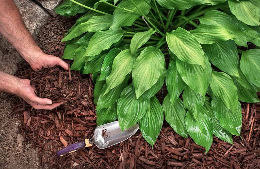 un uomo che indossa guanti da giardinaggio mette del pacciame di trucioli di legno marrone da un sacchetto intorno alle piante di hosta, spargendolo con una cazzuola, per il paesaggio del giardino autunnale e primaverile, il paesaggio, le piante da ombra decorative