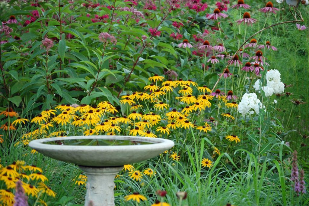 Bagno per gli uccelli nel giardino Echinacei Susan dagli occhi neri