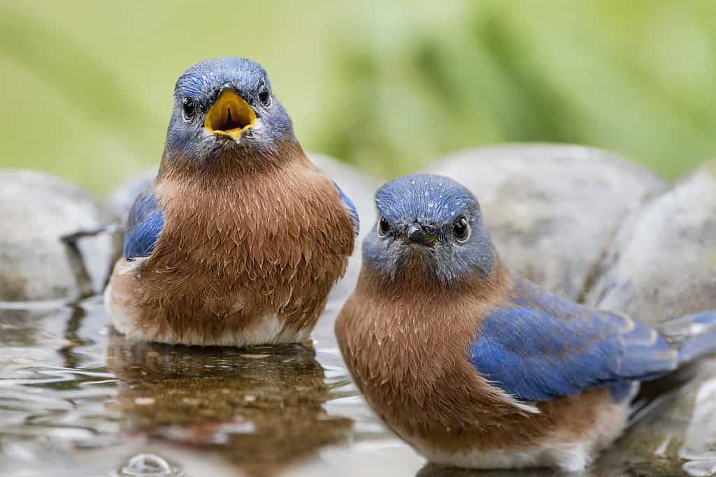 Bluebirds orientali maschii in Birdbath in Louisiana Autunno