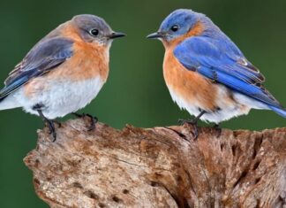 uccelli azzurri appollaiati, uno di fronte all'altro