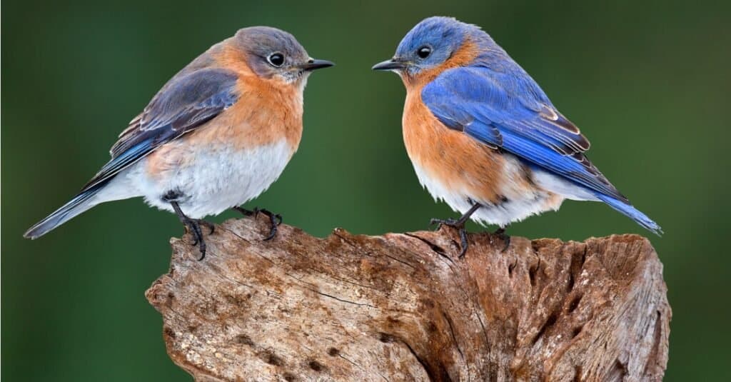 uccelli azzurri appollaiati, uno di fronte all'altro