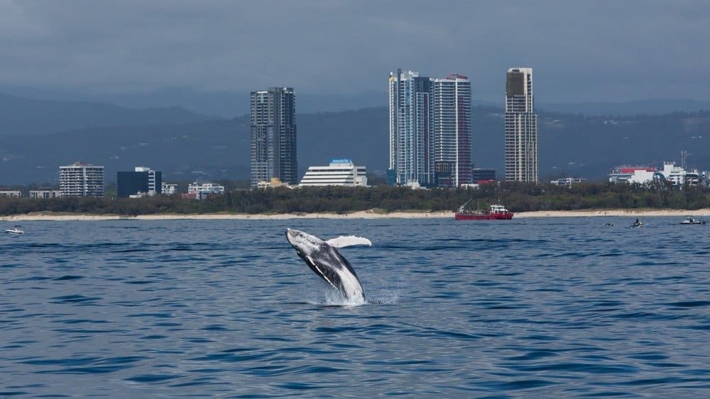 Il vitello della balenottera minore che salta fuori dall'acqua con gli edifici della Gold Coast sullo sfondo