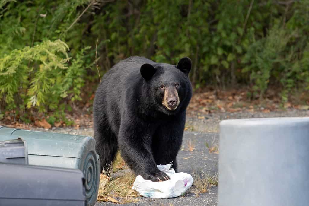 NJ Black Bear di Garbage Cans