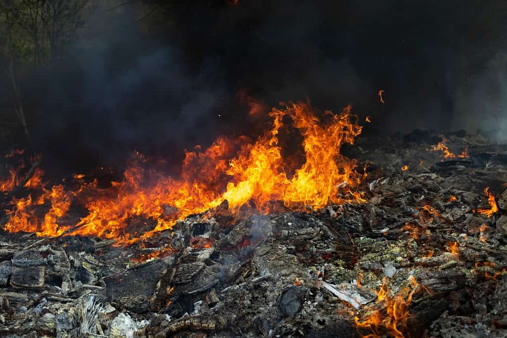 Fuoco e fumo nero.  Incendio in discarica.  Fumo nella foresta.  Discarica abusiva.  Fumo nero denso.