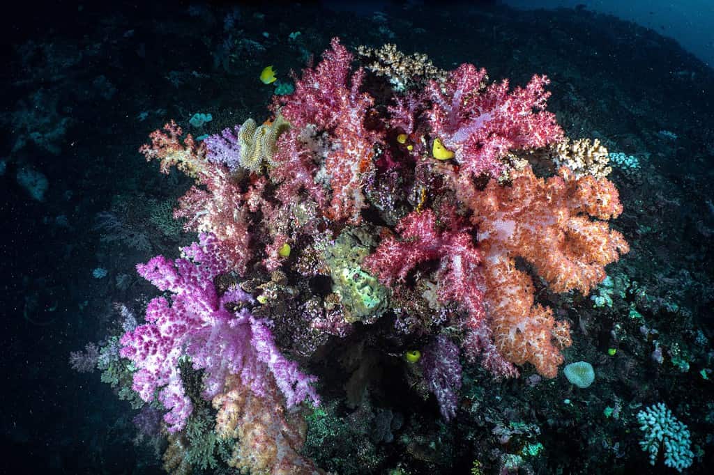 barriera corallina colorata (barriera arcobaleno, Fiji)