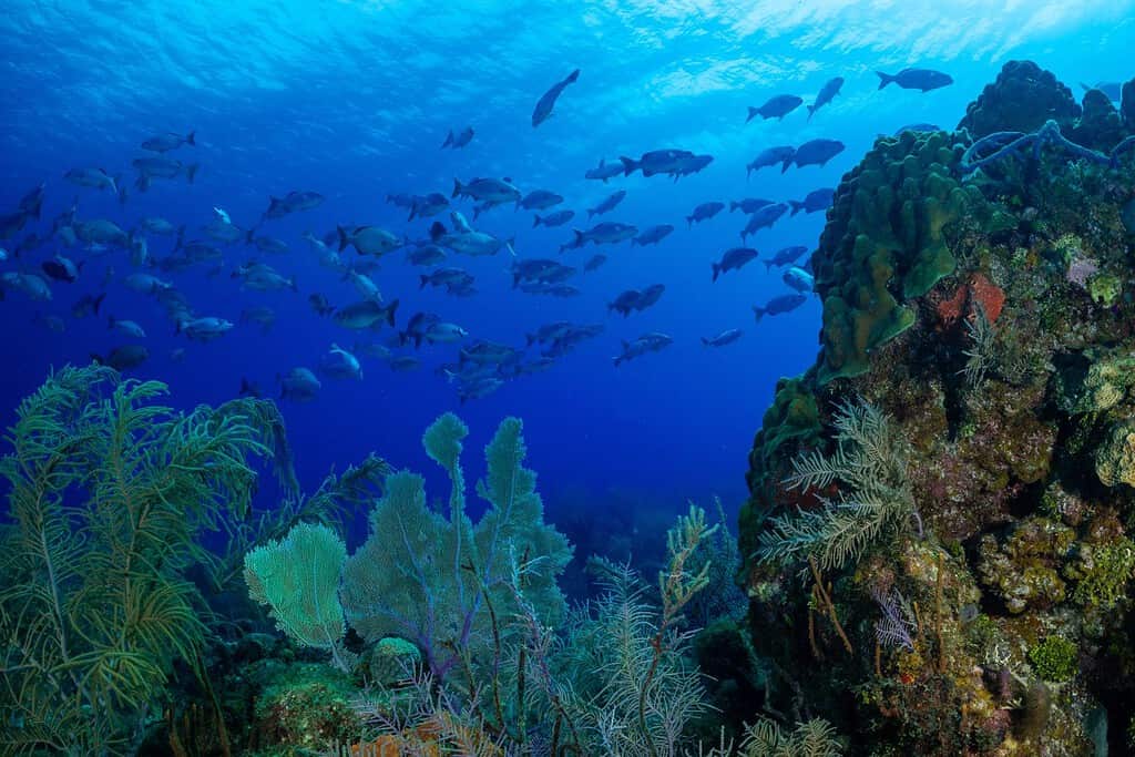 Un banco di pesci può essere visto attraverso un'interruzione nelle strutture coralline in cima al Bloody Bay Wall a Little Cayman