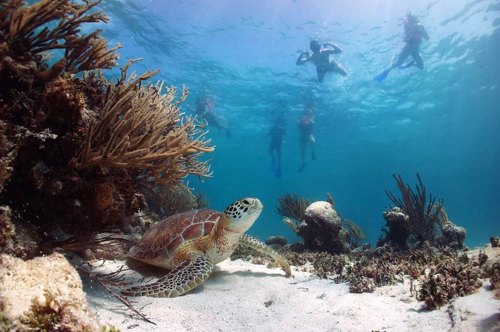 Tartaruga Verde Chelonia Mydas, appoggiata sulla sabbia con snorkelling che nuotano sopra, Akumal Bay, Riviera Maya, Messico