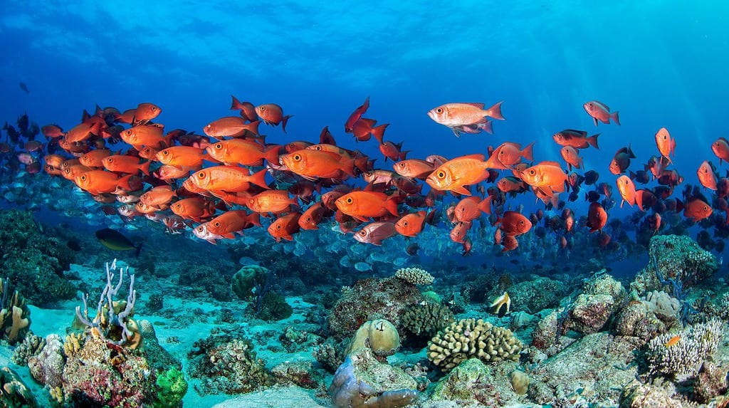 Scuola di dentici obeso alle Maldive