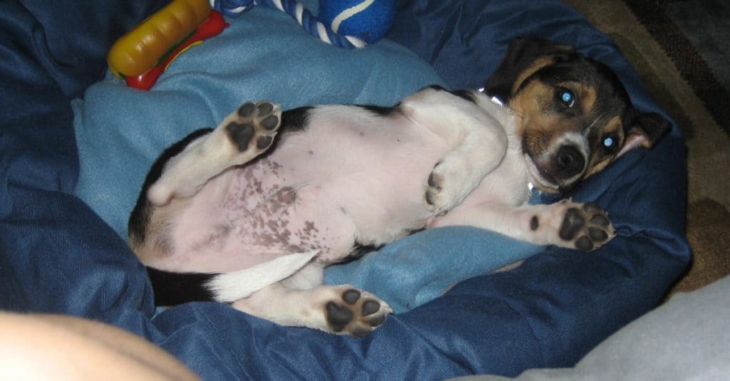 Adorabile mix di Chihuahua Beagle (Cheagle) di nove settimane, sdraiato