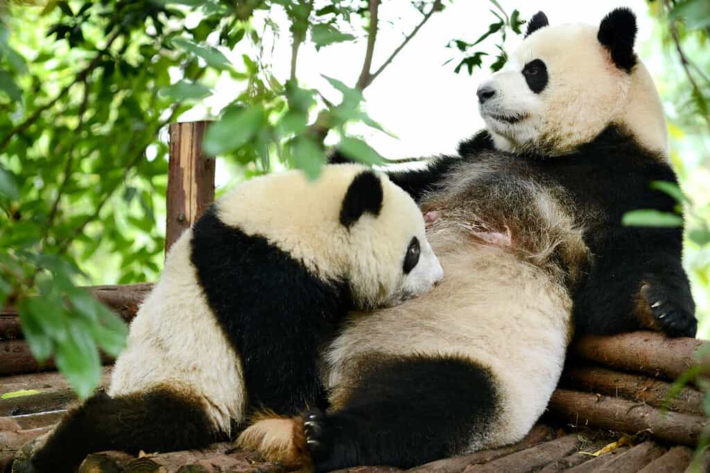 Cucciolo di panda gigante e madre che allattano a Chengdu, Cina