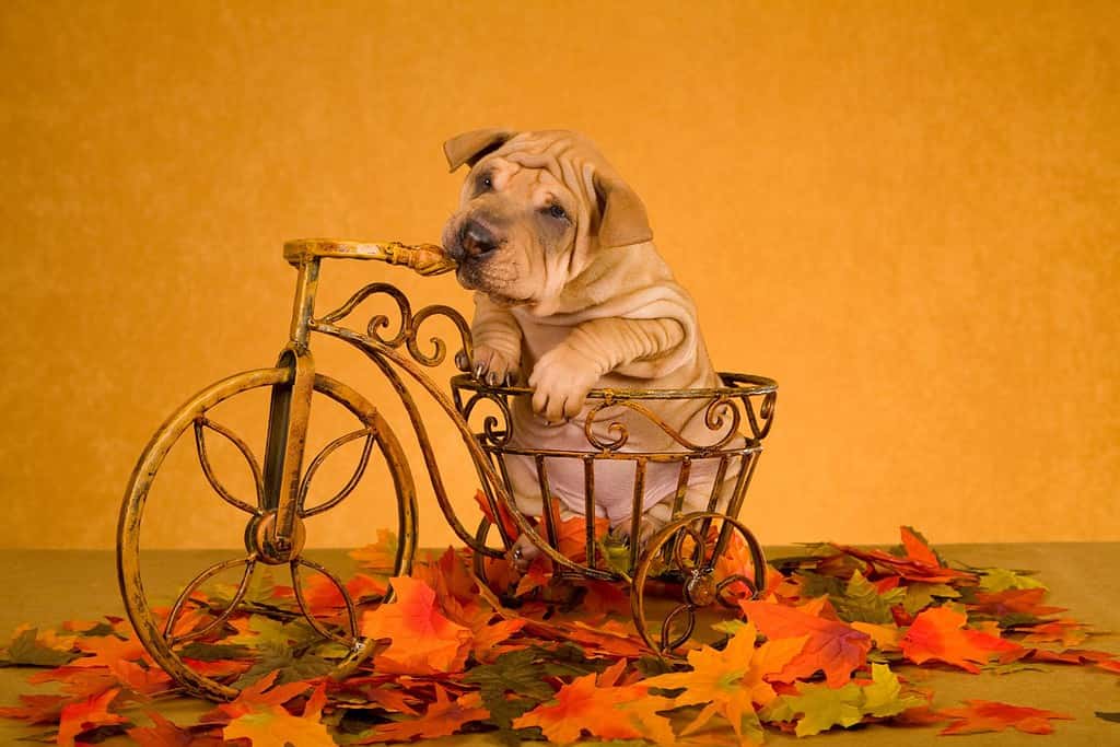 Simpatico cucciolo Sharpei seduto all'interno del mini triciclo con foglie autunnali