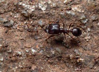 Formica dalla testa grande del soldato con un gruppo di formiche operaie