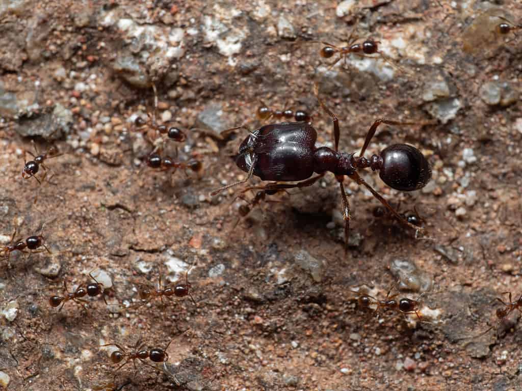 Formica dalla testa grande del soldato con un gruppo di formiche operaie