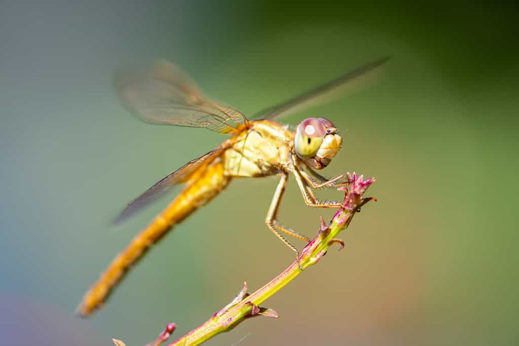 Libellula aliante errante - gialla in Florida