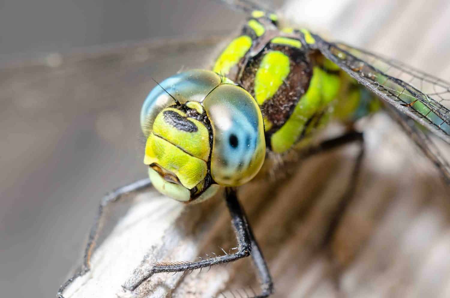 Ritratto ravvicinato di una libellula con grandi occhi.