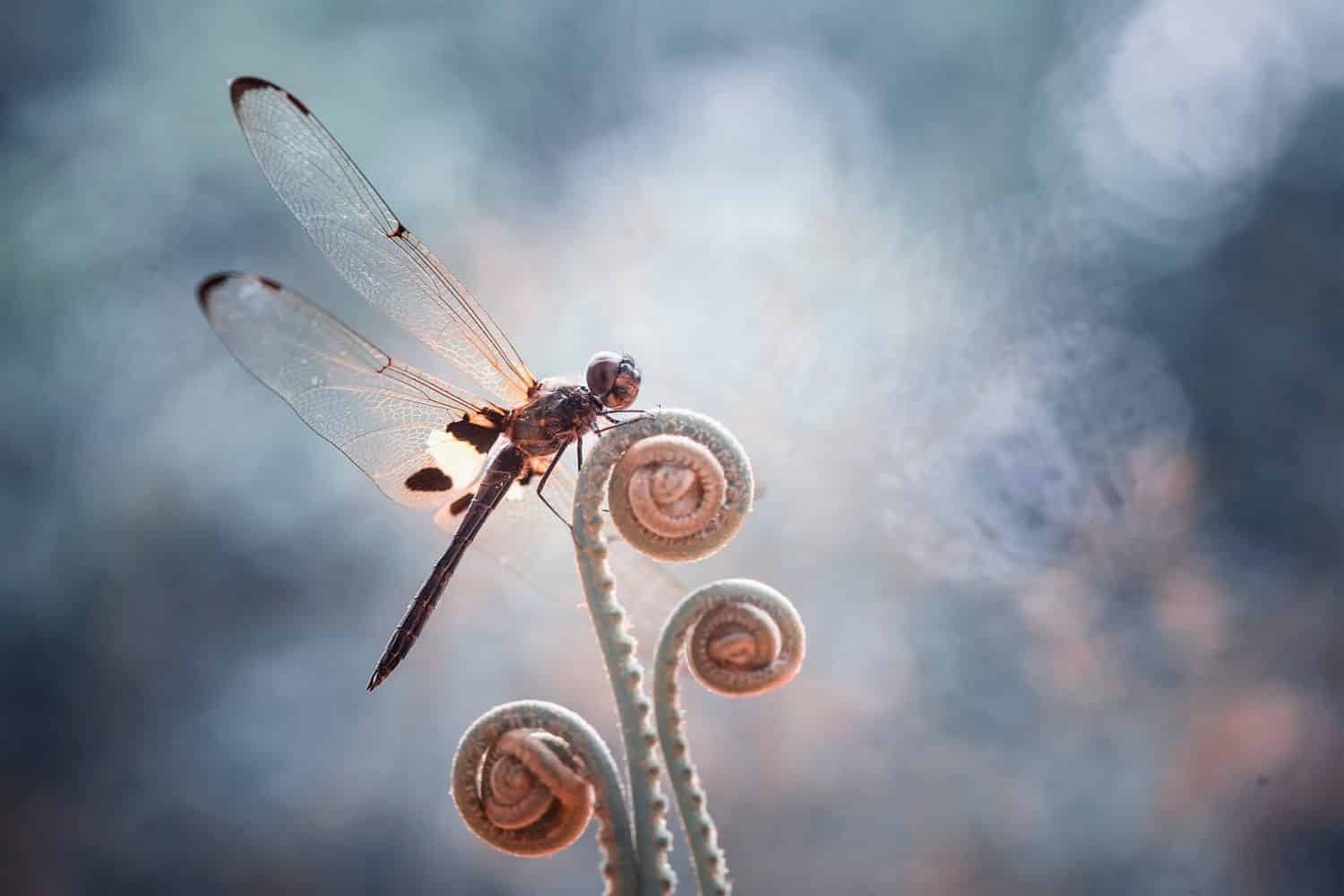 Le libellule sono insetti di molti tipi, forme e colori, che vivono solitamente in luoghi acquatici, rive di fiumi, laghi o paludi.  Questo è un tipo di libellula sull'isola di Kalimantan