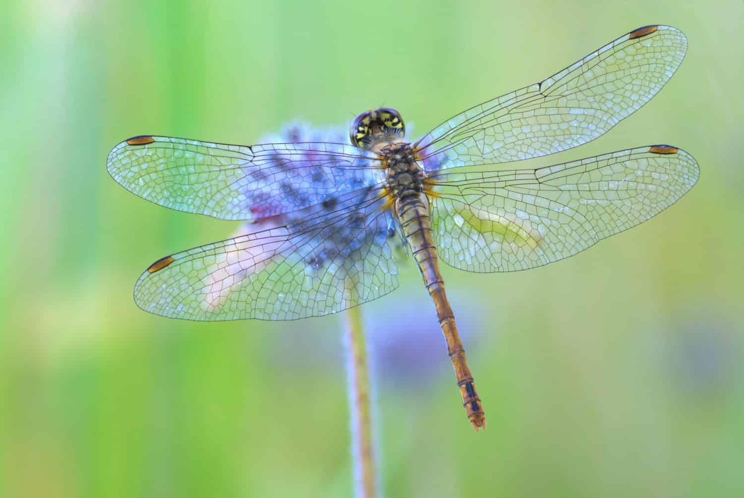 libellula seduta su un fiore