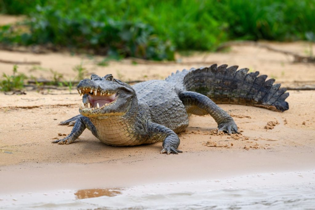 Caimano con la bocca aperta che prende il sole sul banco di sabbia del fiume a Pantanal, Brasile