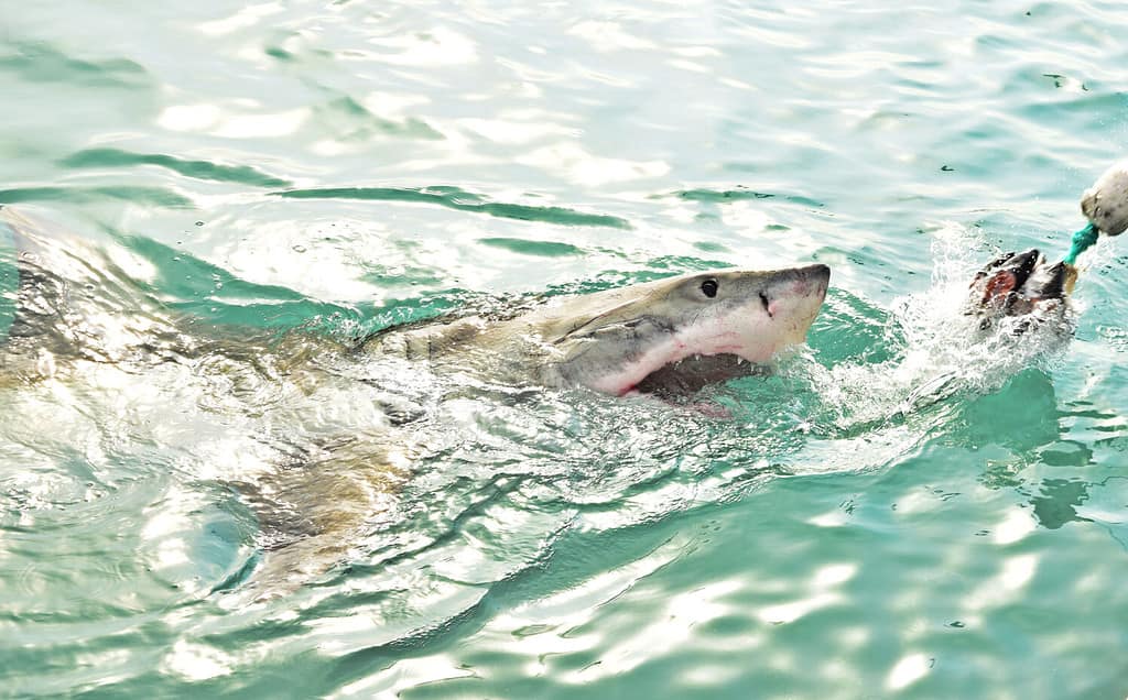 Il grande squalo bianco che fa breccia nella superficie del mare dopo essere stato attirato su una barca per immersioni in gabbia da esche di carne e esche di foche di legno, Gansbaai, Sud Africa