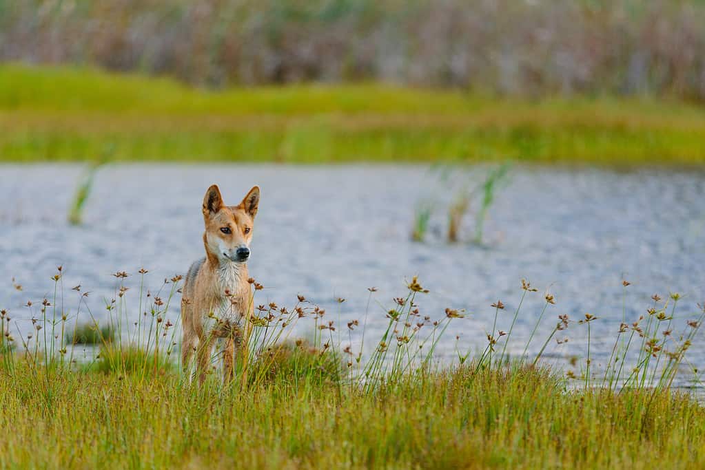 Dingo intorno alla spiaggia nel Parco Nazionale di Great Sandy, Fraser Island Waddy Point, QLD, Australia