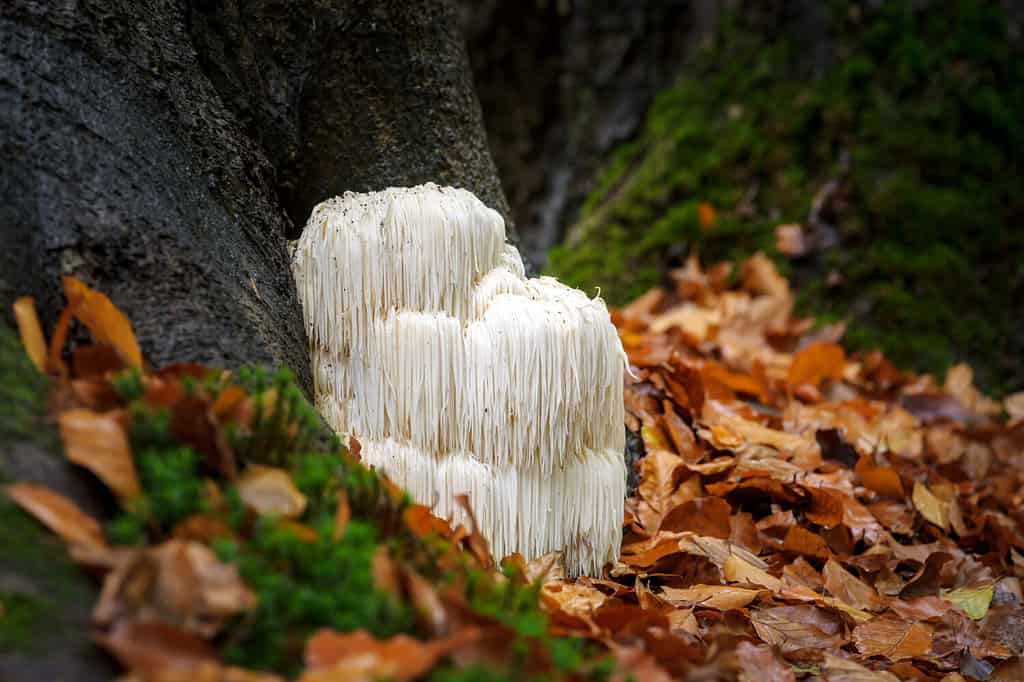 Il raro fungo commestibile della criniera del leone / Hericium Erinaceus / pruikzwam nella foresta.  Splendidamente radioso e sorprendente con il suo colore bianco tra le foglie autunnali e il verde muschio.