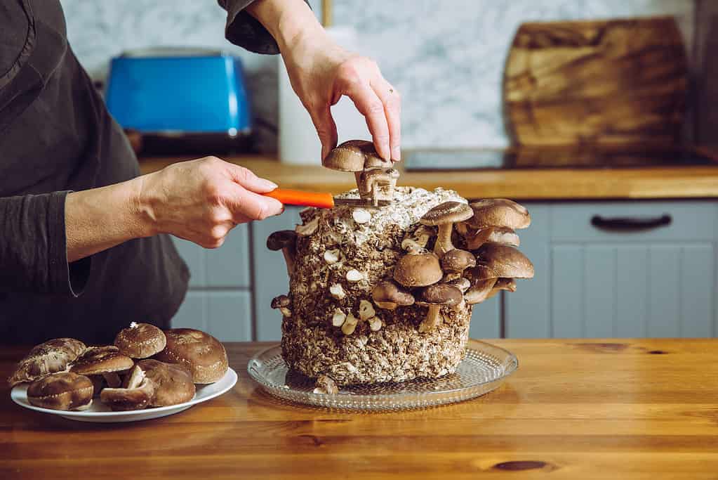 Usando il coltello per raccogliere i funghi Shiitake tagliati, la Lentinula edodes cresce nella cucina di casa.  Coltivare il proprio cibo, concetto di giardino interno.