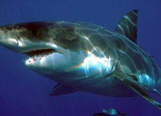 Il grande squalo bianco (Carcharodon carcharias), Isla Guadalupe, Messico