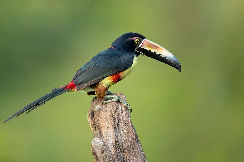 L'araçari dal collare (Pteroglossus torquatus) è un tucano, un uccello quasi passeriforme.  Si riproduce dal Messico meridionale (Nord America) a Panama;  anche Ecuador, Colombia, Venezuela e Costa Rica.