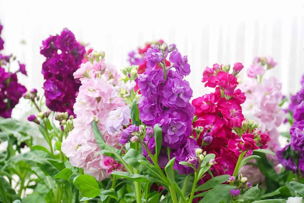 Fiore di Matthiola incana, fiori in stock, fiori recisi in vivaio, pianta in vaso