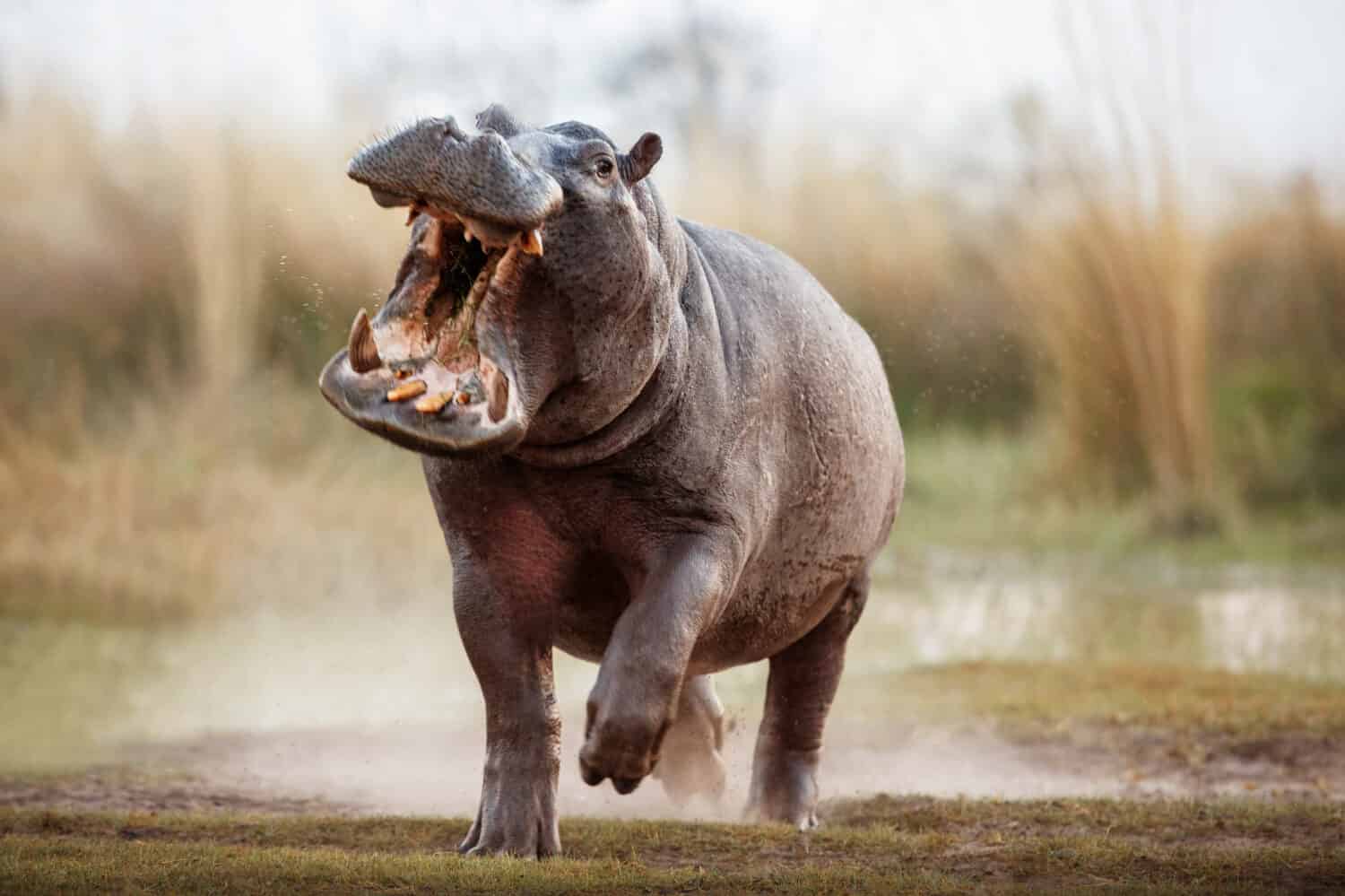 Maschio aggressivo dell'ippopotamo che attacca l'auto.  Enorme maschio di ippopotamo che intimidisce l'avversario.  Animale selvatico nell'habitat naturale.  Fauna selvatica africana.  Questa è l'Africa.  Ippopotamo anfibio.
