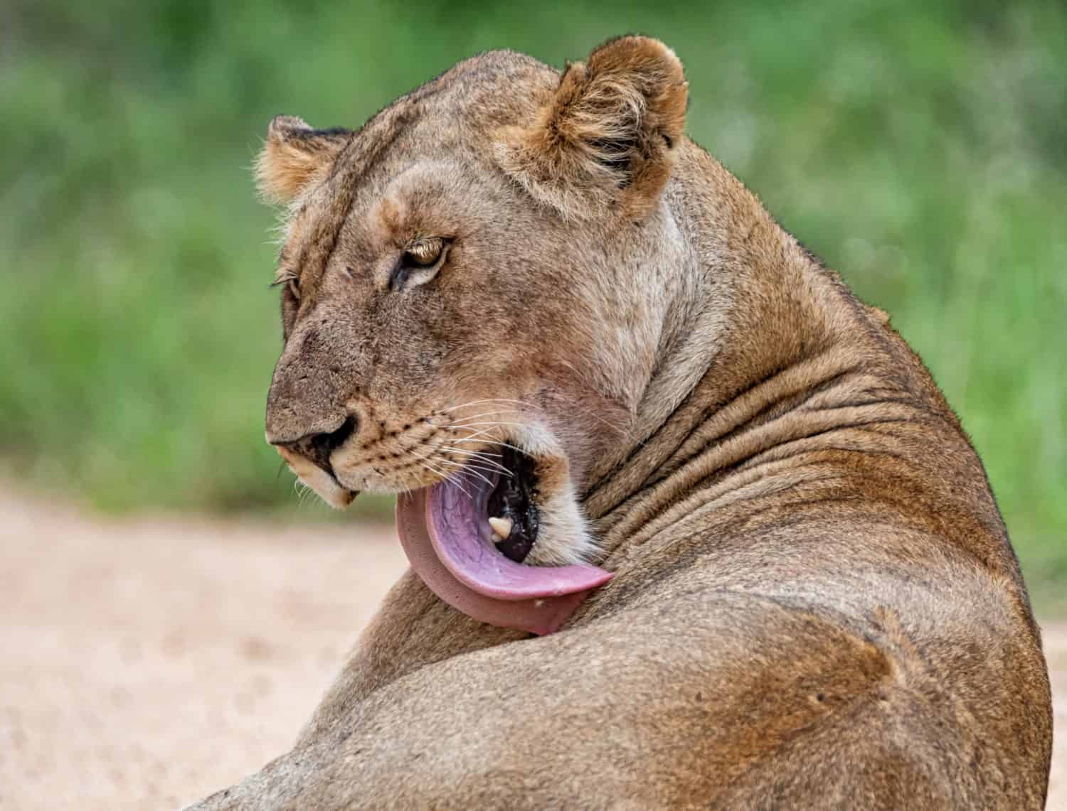 Una femmina di leone che si pulisce nella savana dell'Africa meridionale