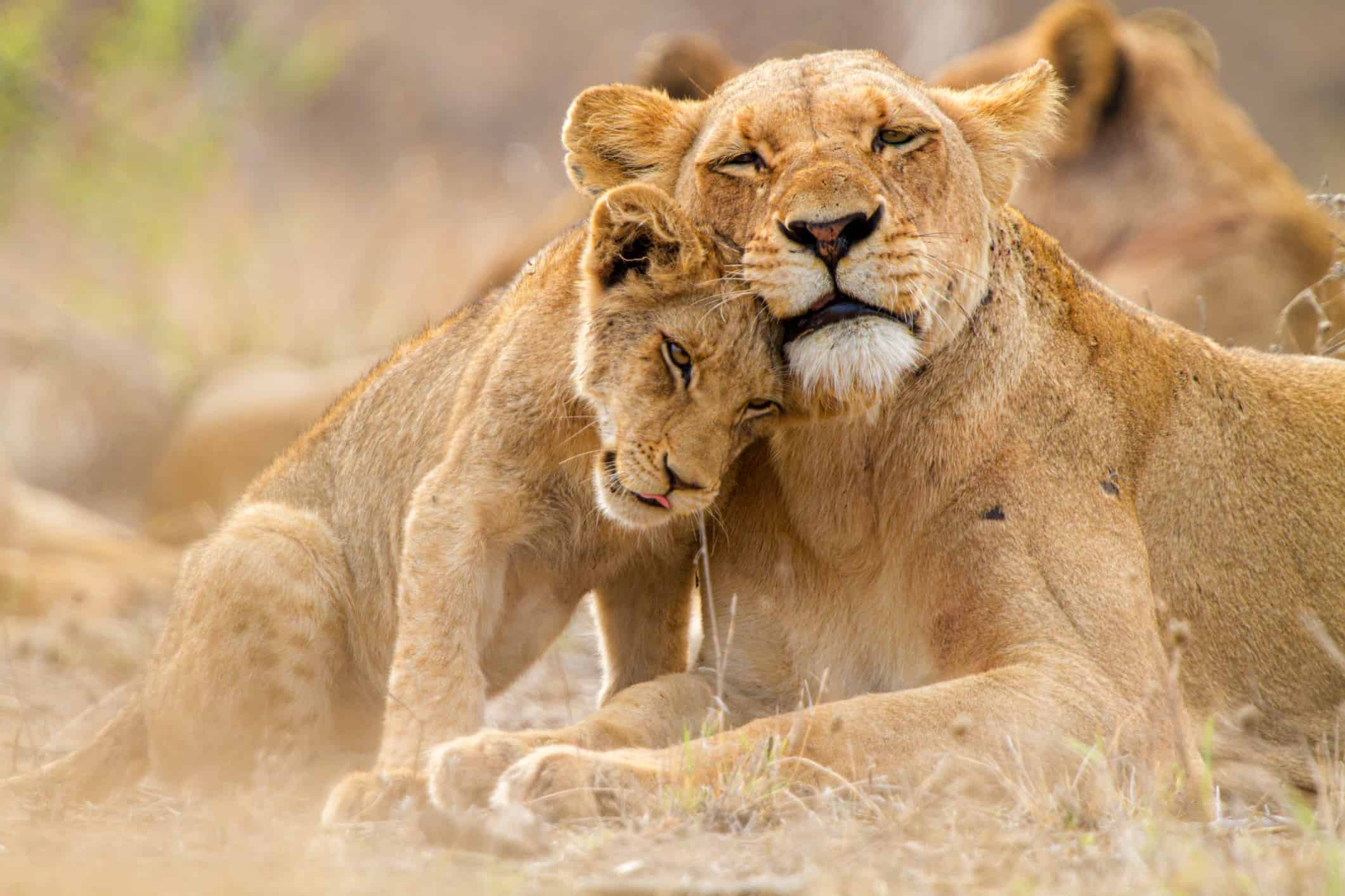 Simpatica famiglia di leoni