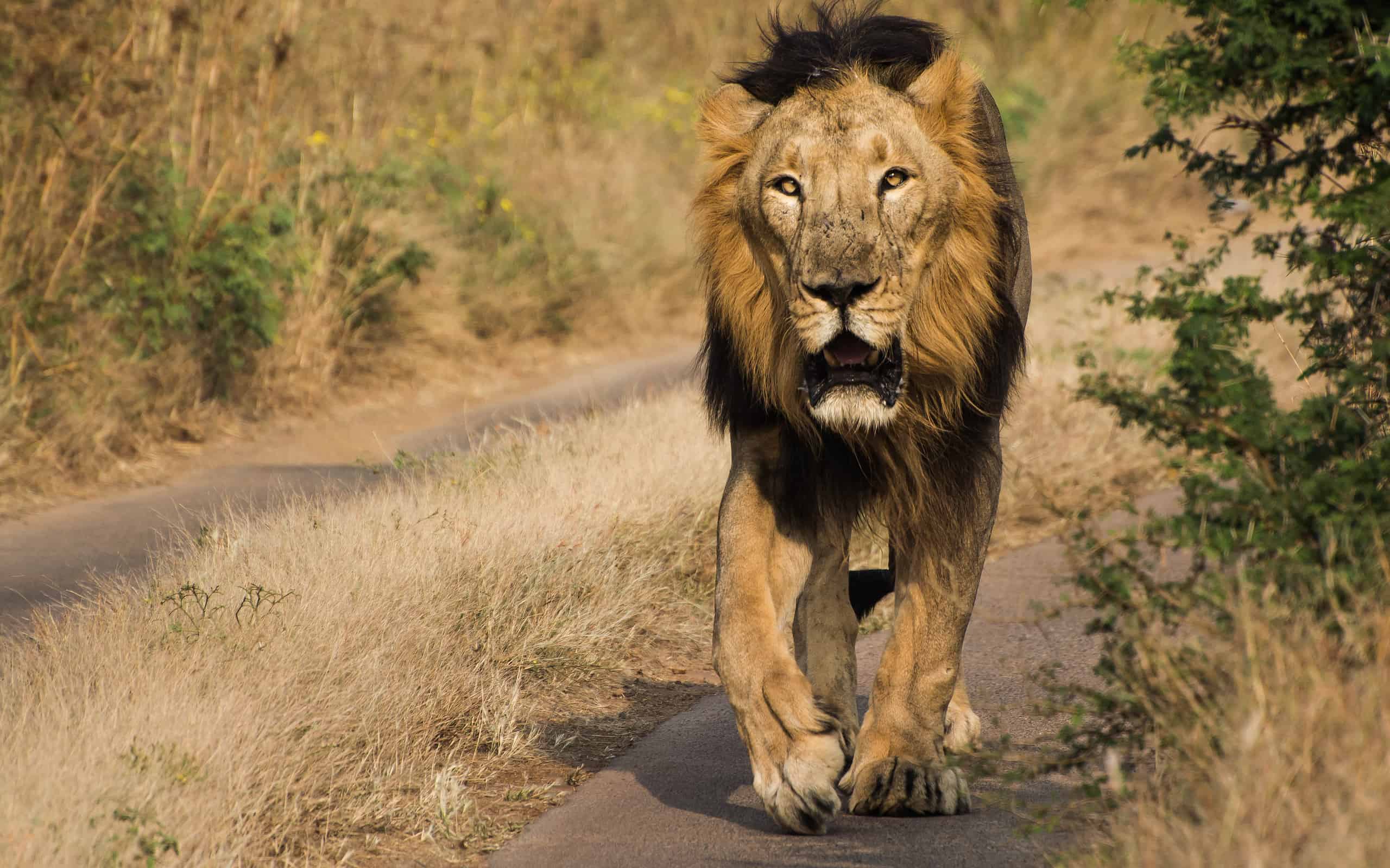 Leone che cammina nella giungla del Gir National Park & ​​Wildlife