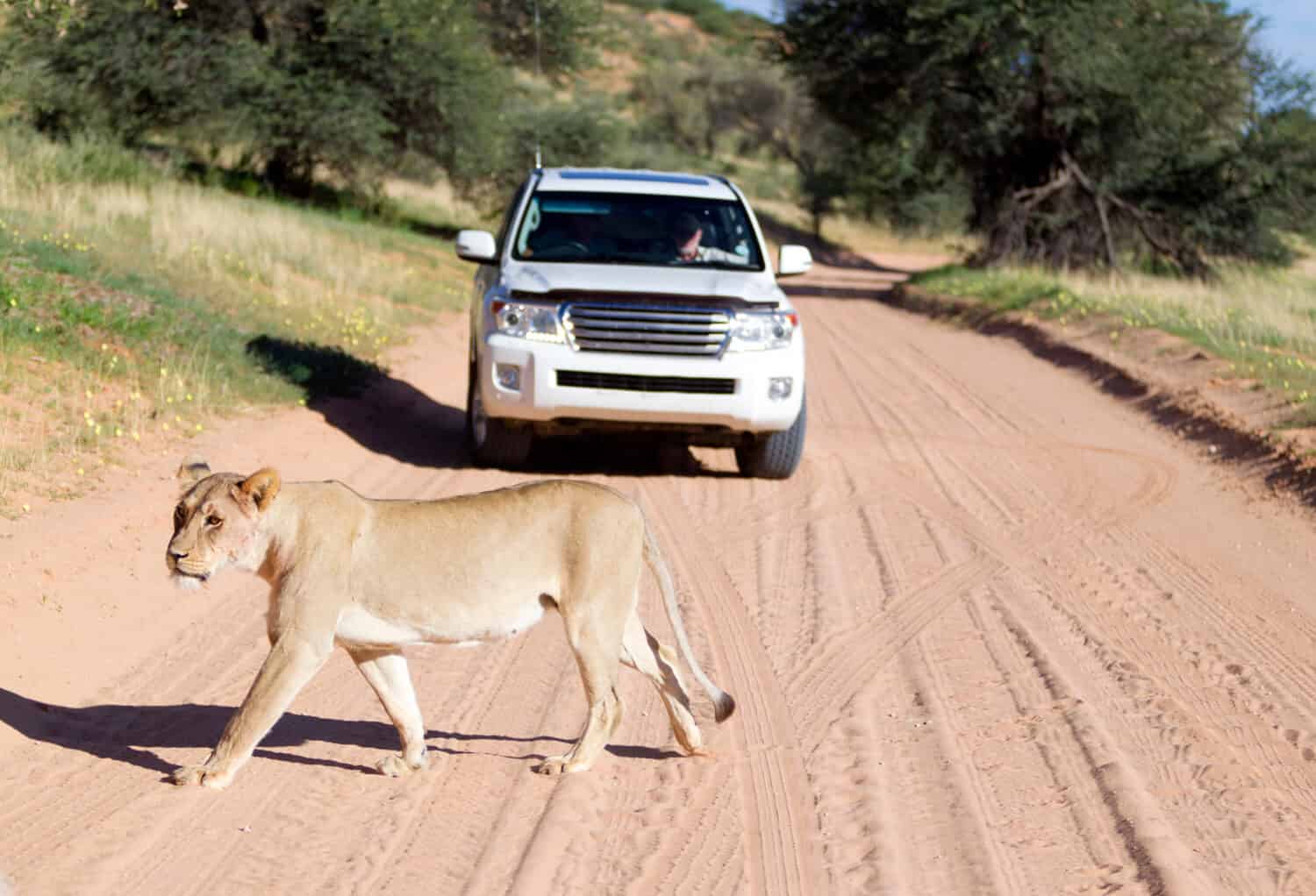 Leone africano (Panthera leo) - Femmina, nella strada di ghiaia, Parco transfrontaliero di Kgalagadi, deserto del Kalahari, Sud Africa.