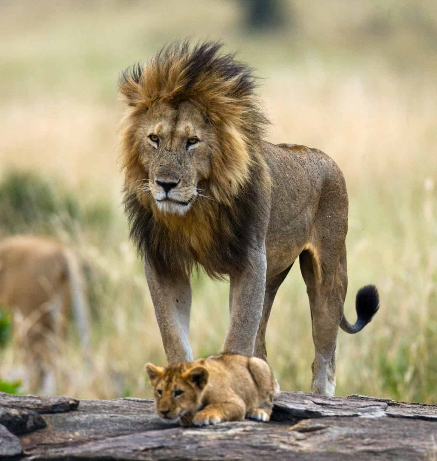Grande leone maschio con cucciolo.  Parco Nazionale.  Kenia.  Tanzania.  Masai Mara.  Serengeti.  Un'eccellente illustrazione.