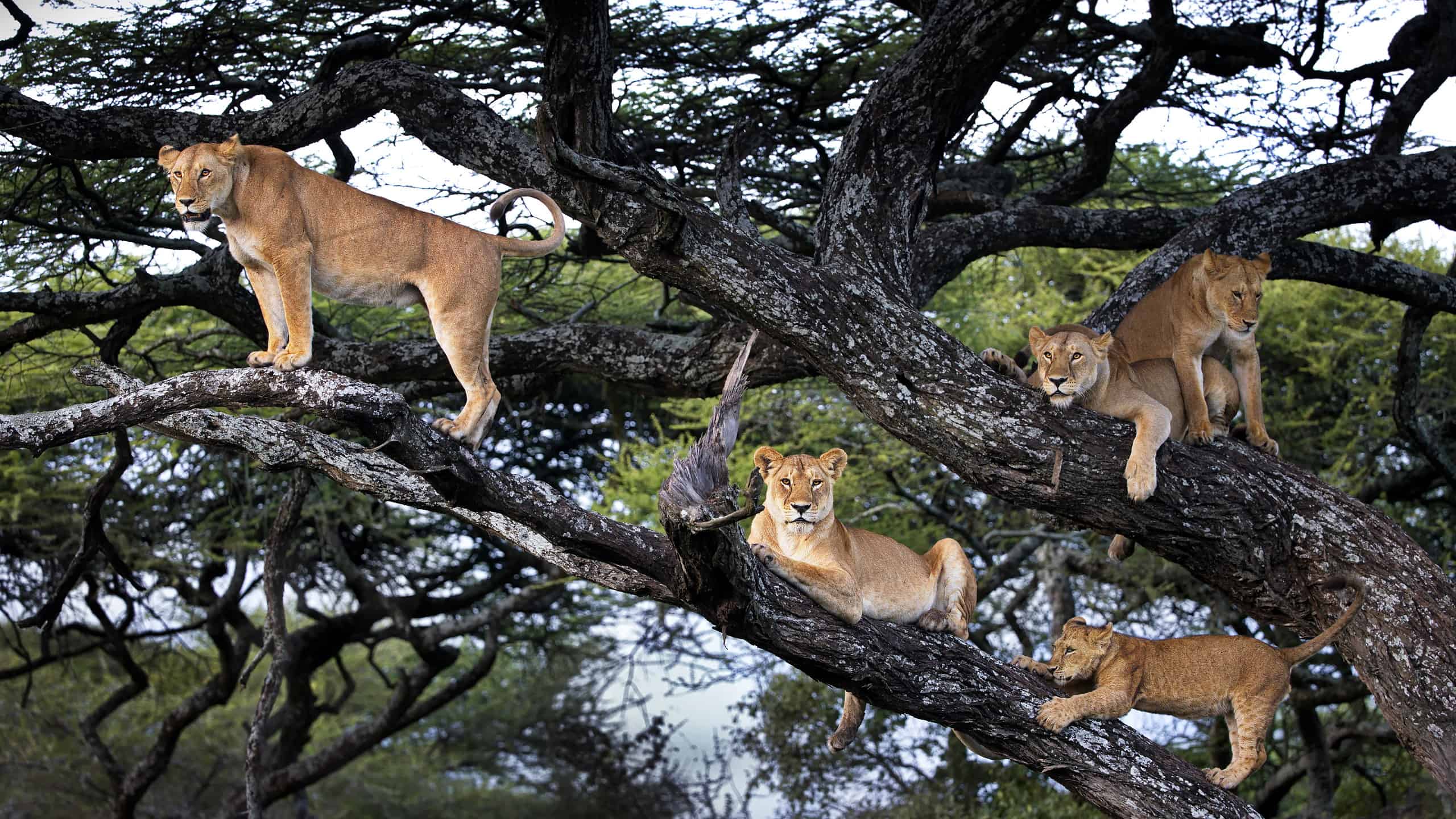 Un gruppo di leoni e cuccioli su un albero in Tanzania