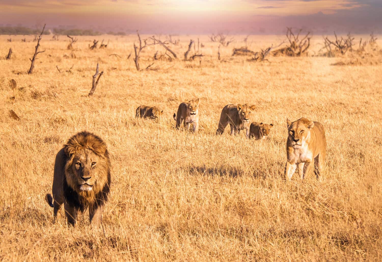 Scena di un safari africano in cui un leone maschio con una criniera folta guarda la telecamera e si muove attraverso l'erba lunga e secca con una leonessa e quattro cuccioli che sono il suo orgoglio.  Botswana.
