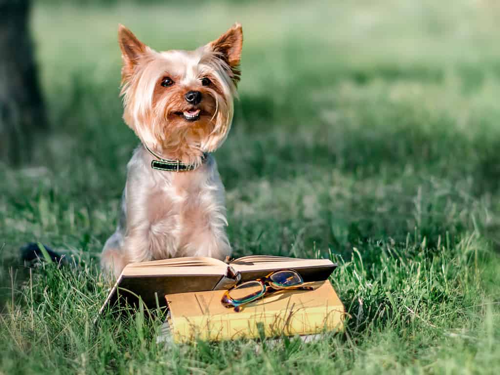 Simpatico animale domestico Yorkshire terrier seduto fuori sull'erba verde accanto a un libro aperto e bicchieri.  Lettura del cane nel parco durante la giornata di sole.  Istruzione e formazione.  Copia-spazio a sinistra