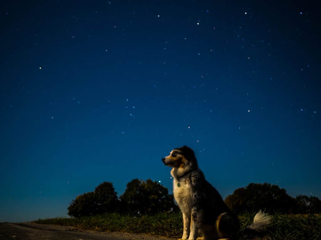 cane che guarda il cielo limpido di notte