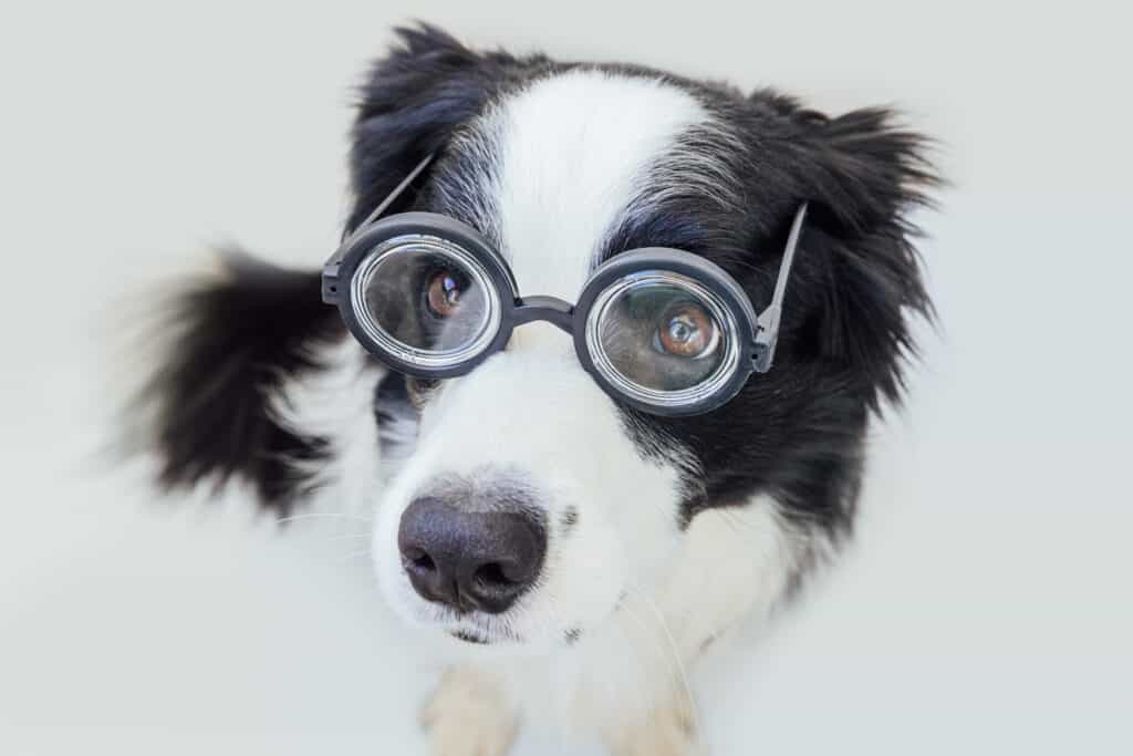 Cane che indossa occhiali